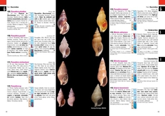 Moluscos Marinos de Argentina, Uruguay y Brasil / Uruguayan Seashells - tienda online