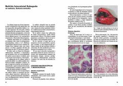 Patología en Fauna Silvestre - Manual y Atlas - tienda online