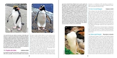 Pingüino de Magallanes: embajador de la Patagonia / Magellanic Penguin: patagonian ambassador - VM Editores