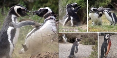 Pingüino de Magallanes: embajador de la Patagonia / Magellanic Penguin: patagonian ambassador
