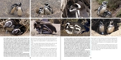 Pingüino de Magallanes: embajador de la Patagonia / Magellanic Penguin: patagonian ambassador - comprar online