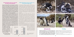 Pingüino de Magallanes: embajador de la Patagonia / Magellanic Penguin: patagonian ambassador en internet