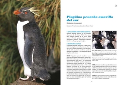 Pingüinos: Historia Natural y Conservación - VM Editores