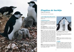 Pingüinos: Historia Natural y Conservación