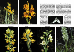 Plantas de la Patagonia / Plants of Patagonia - VM Editores