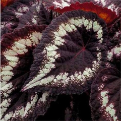 Hoja Begonia Chica Cód. 8068 - Erica Giovanetti