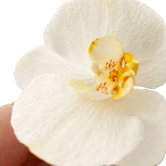Orquídea Grande Cód. 8015 en internet
