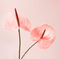 Anthurium Mediano Cód. 122 - comprar online