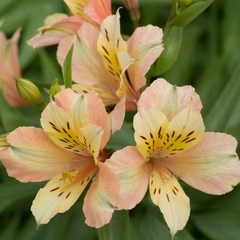 Alstroemeria Chica Cód. 8034 en internet