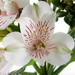 Alstroemeria Grande Cód. 8087 - Erica Giovanetti