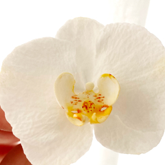 Cortante Orquídea Cód. 068 - comprar online