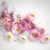 Flores comestibles- ACROCLINIUM - comprar online