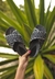 Birken Telarina Preta - comprar online