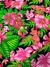 Tecido Gorgurinho Floral Tropical Rosa