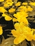 Tecido Jacquard Floral Preto Amarelo - comprar online