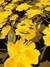 Tecido Jacquard Floral Preto Amarelo na internet