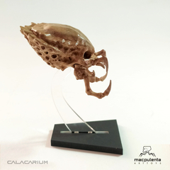 CALACA PREDATOR (MINI) - Capitán Barato