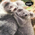 ROMPECABEZAS 500 PIEZAS - Koalas - comprar online