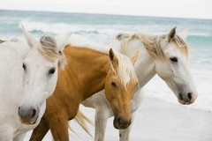 Papel de Parede 3 cavalos - comprar online