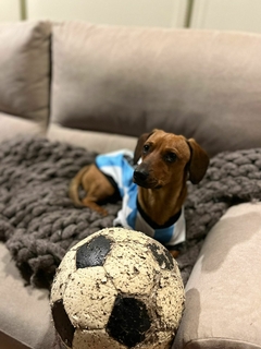 Camiseta seleccion argentina ¡Messi! - Que mona mascotas