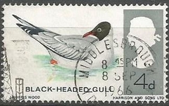 33197 INGLATERRA - BLACK HEADED GULL