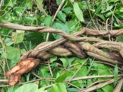 Rapé Indígena Ayahuasca Da Floresta 30 Gramas Direto Floresta Extra Forte