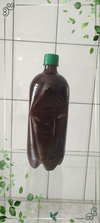 1 litro Ayahuasca Pura Banisteriopsis caapi (Jagube) + Chacrona (Rainha) Graduação 7/1