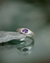 Anillo Manantial Amatista Oval | Plata 925