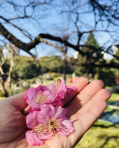 Aros CLASSIC | Sakura - KAMI