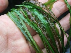 Cryptocoryne crispátula var. crispátula na internet