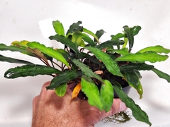 Bucephalandra sp. Entikong Gray - comprar online