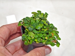 Bucephalandra sp. Mine Coin