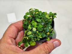 Bucephalandra sp. Mine Coin - comprar online