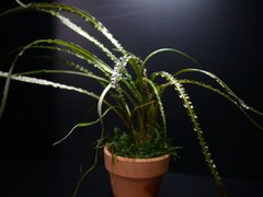 Cryptocoryne crispátula var. crispátula - comprar online