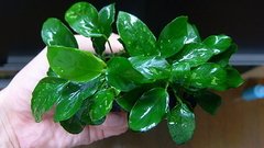 Anubia barteri var. nana "Variegata" - comprar online