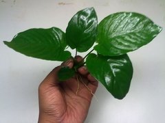 Anubia barterI var. barteri "Broad Leaf" - comprar online