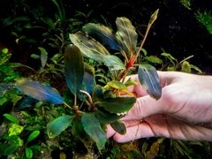 Bucephalandra sp. Aragon - comprar online