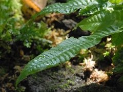 Bolbitis heteroclita "Oknawa"