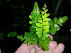 Bolbitis sp. Tamarine Leaf