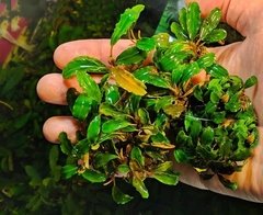 Bucephalandra sp. Acentana - comprar online