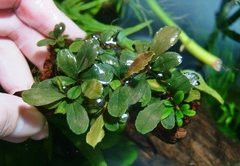 Bucephalandra sp. Apple Leaf - comprar online