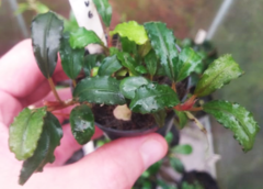 Bucephalandra sp. Aurora Blue - comprar online