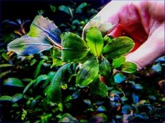 Bucephalandra sp. Aurora Blue na internet