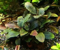 Bucephalandra sp. Aurora Blue