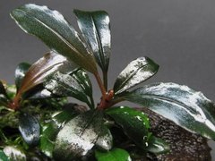 Bucephalandra sp. Brownie Purple