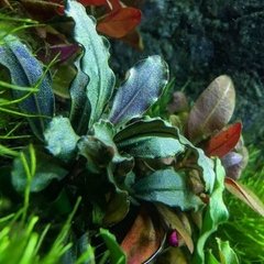 Bucephalandra sp. Brownie Purple na internet