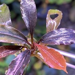 Bucephalandra sp. Brownie Purple - comprar online