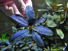 Bucephalandra sp. Midnight Blue
