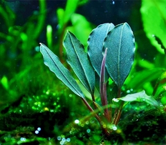 Bucephalandra sp. Semadang