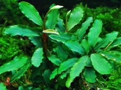 Bucephalandra sp. Sintang